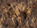 Zodarion sp.